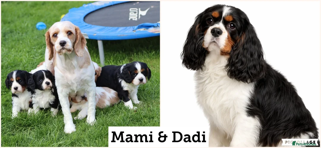 Cavachon dogs for sale: Beautiful Cavachon puppies for sale - Advert 2