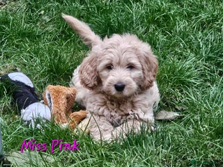 Goldendoodle dogs - Advert 16