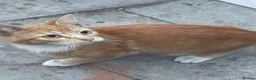 Mixed Breed cats for sale: KITTENS FOR SALE - Advert 4
