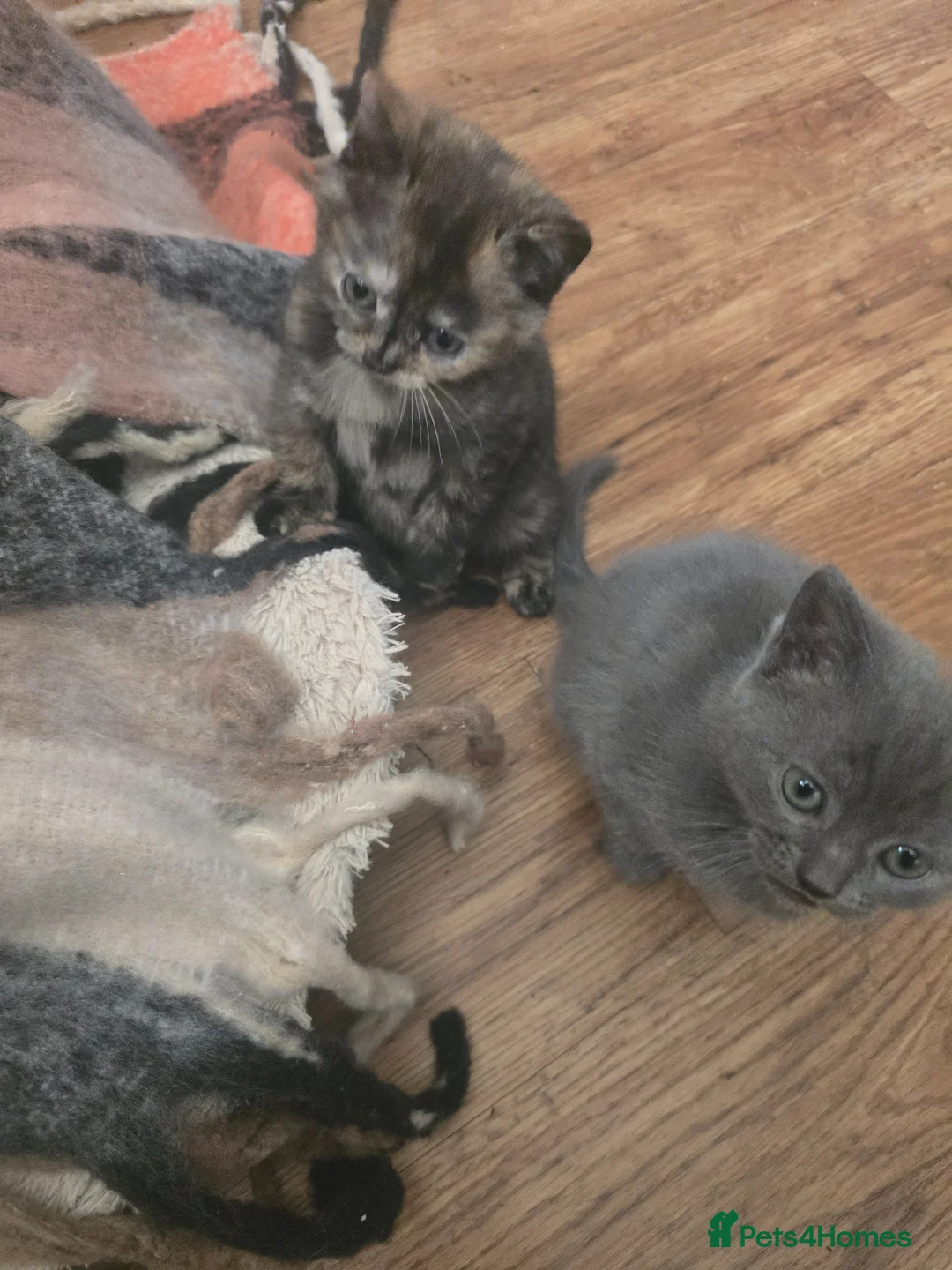 Mixed Breed cats for sale: 6 beautiful bubbly kittens  - Advert 11