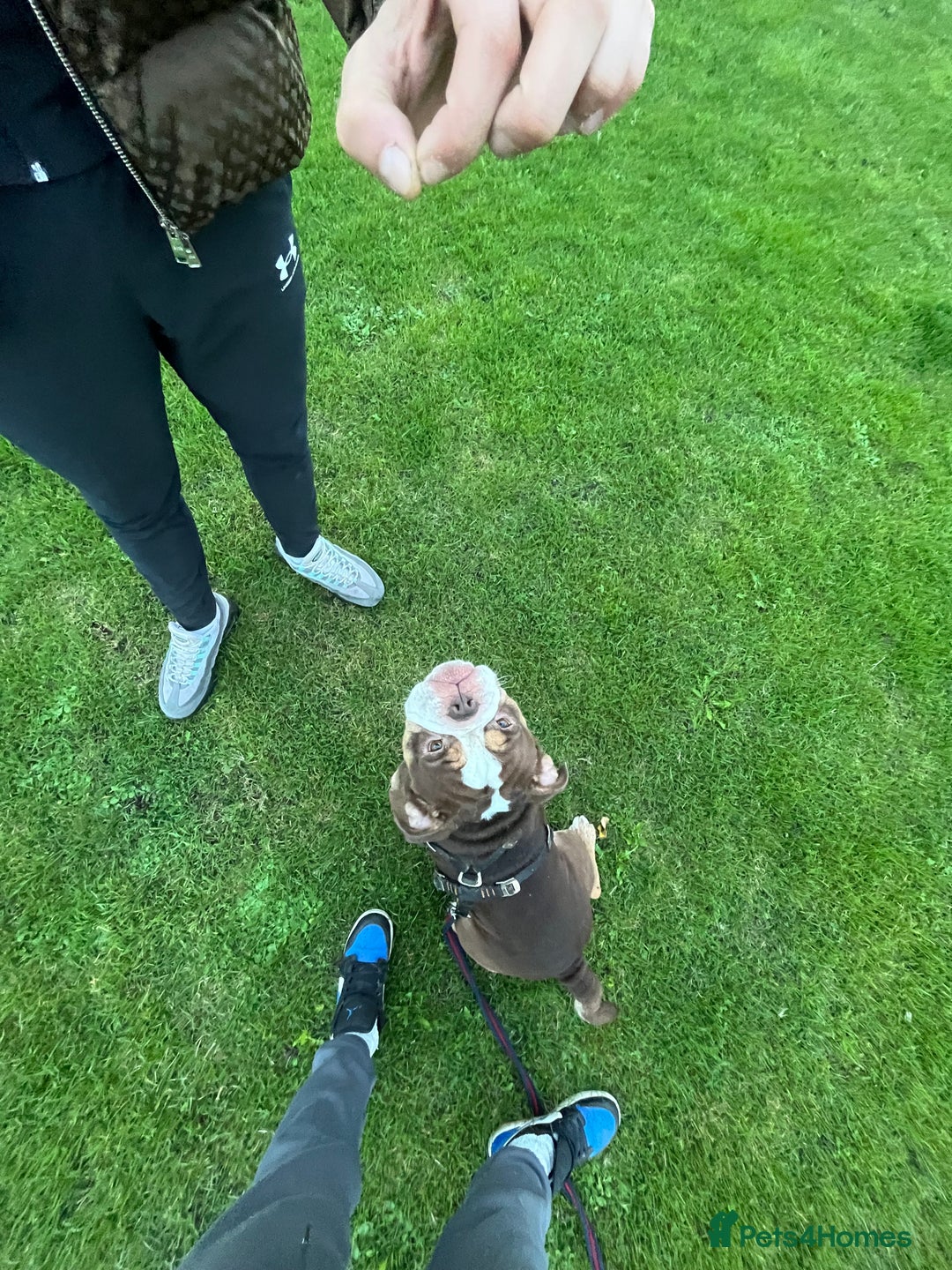 Olde English Bulldogge dogs for sale: tank🫶🏼 - Image 1