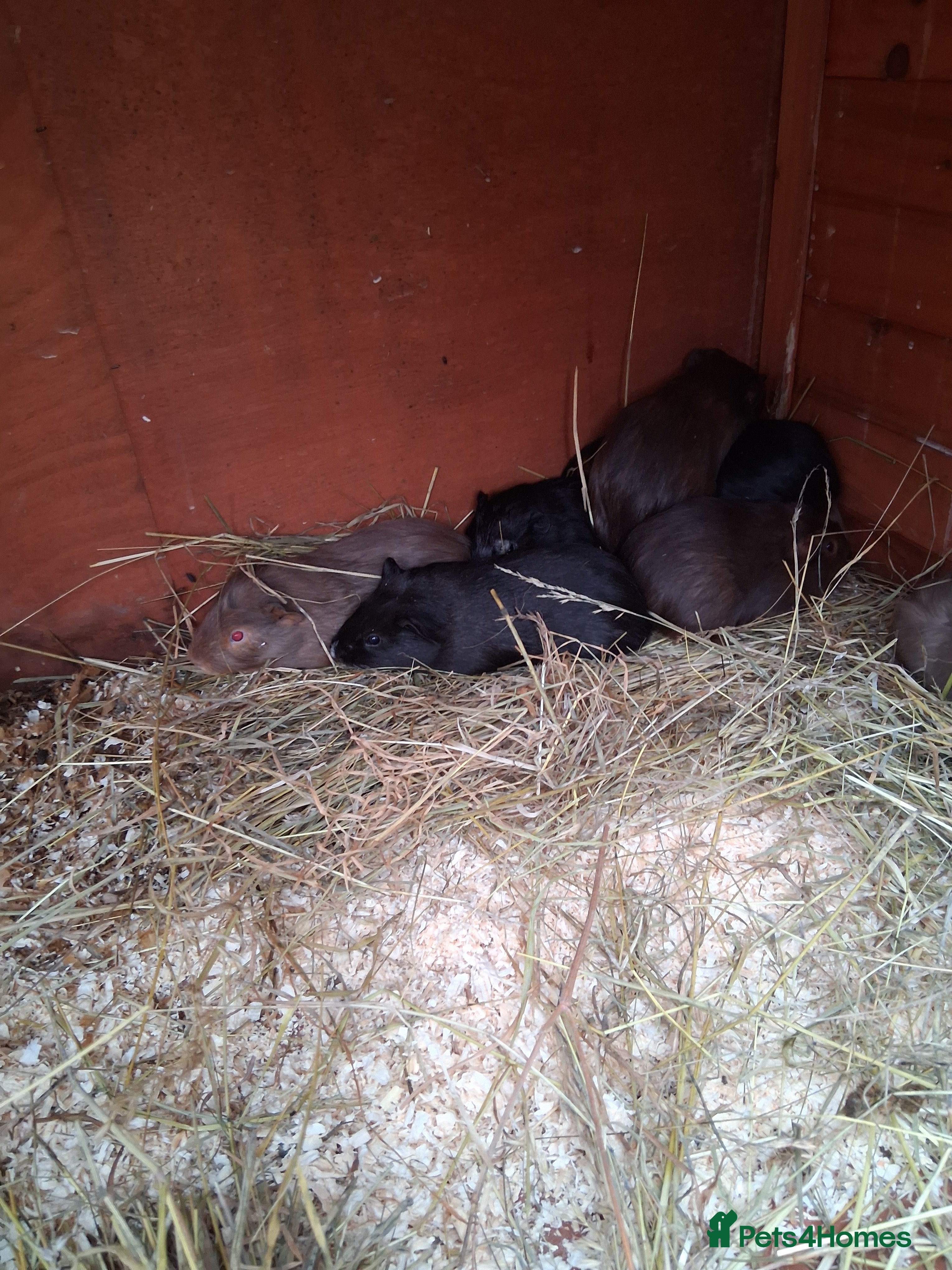 Guinea Pig rodents 13 baby guinea pigs available  - Advert 3