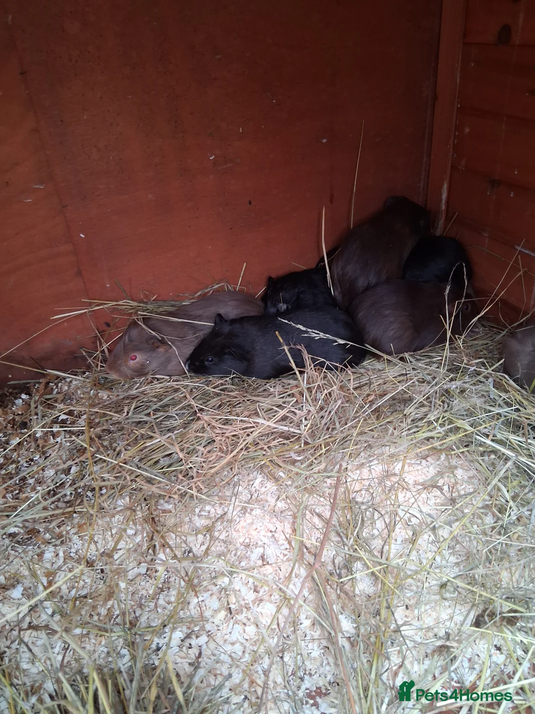 Guinea Pig rodents for sale: 13 baby guinea pigs available  - Advert 1