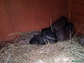 Guinea Pig rodents 13 baby guinea pigs available - Advert 3