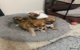 Chihuahua dogs for sale: Chiuahua Puppies - Advert 10