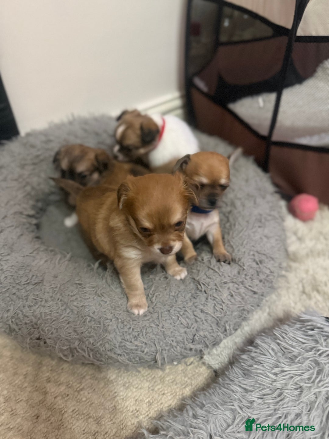 Chihuahua dogs for sale: Chiuahua Puppies - Advert 10