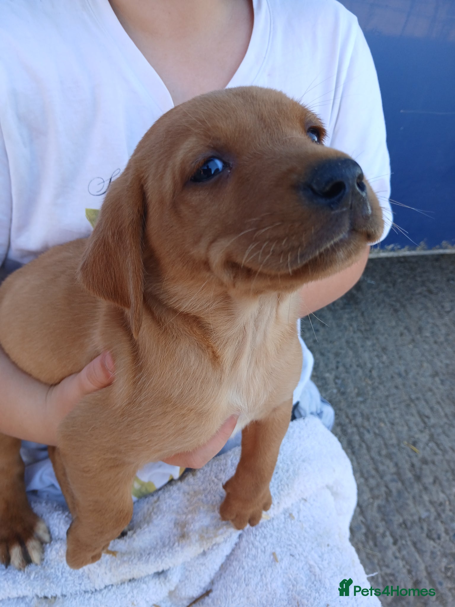 Labrador Retriever Puppy 1