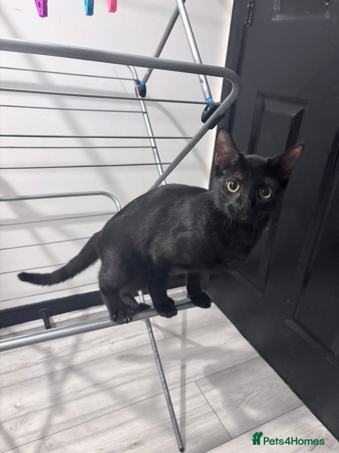 Mixed Breed cats for sale: Rehome 3 cats  - Advert 3