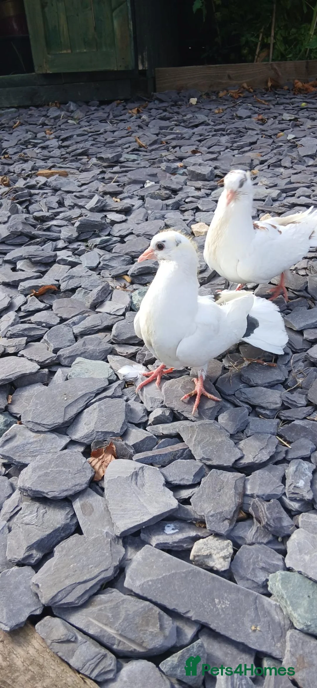 Doves birds for sale: Doves for sale - Advert 2