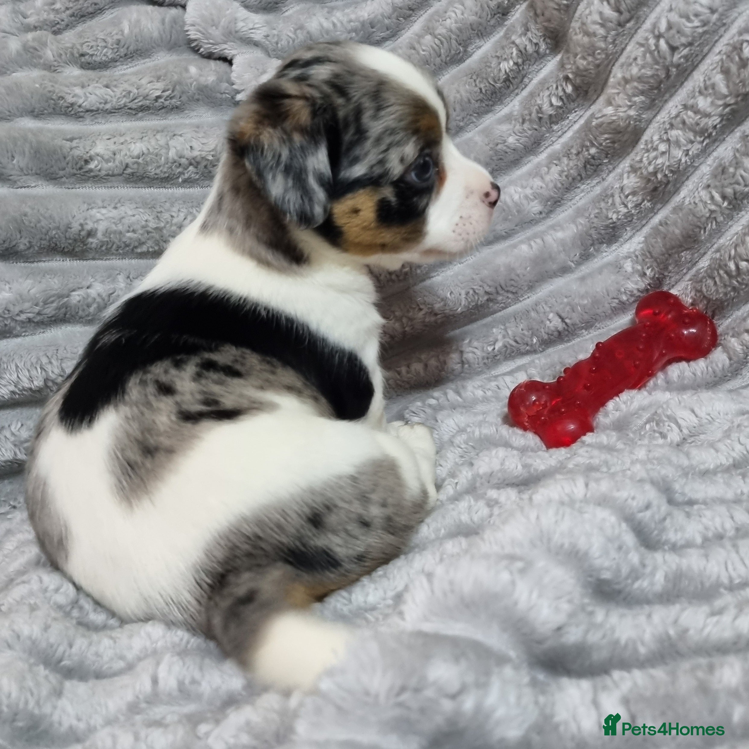 Jack Russell dogs Jack Russell X Shih Tzu Puppies - Advert 1