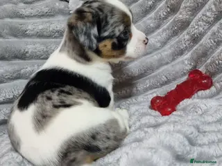 Jack Russell dogs Jack Russell X Shih Tzu Puppies - Advert 2