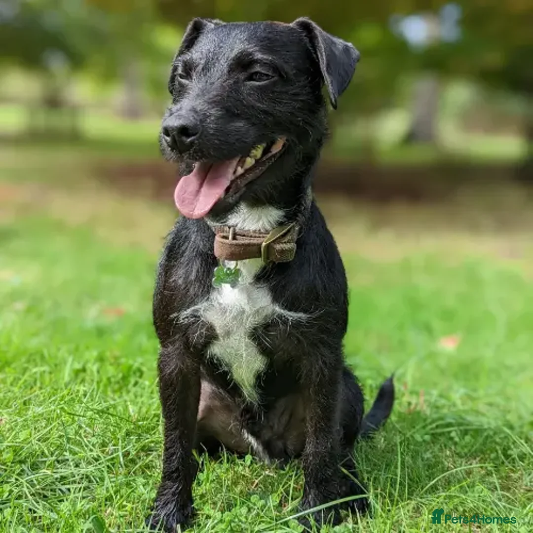 Patterdale Terrier dogs for sale: Milo  - Image 4