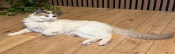 Ragdoll cats for sale: Pure ragdolls kittens  - Advert 16