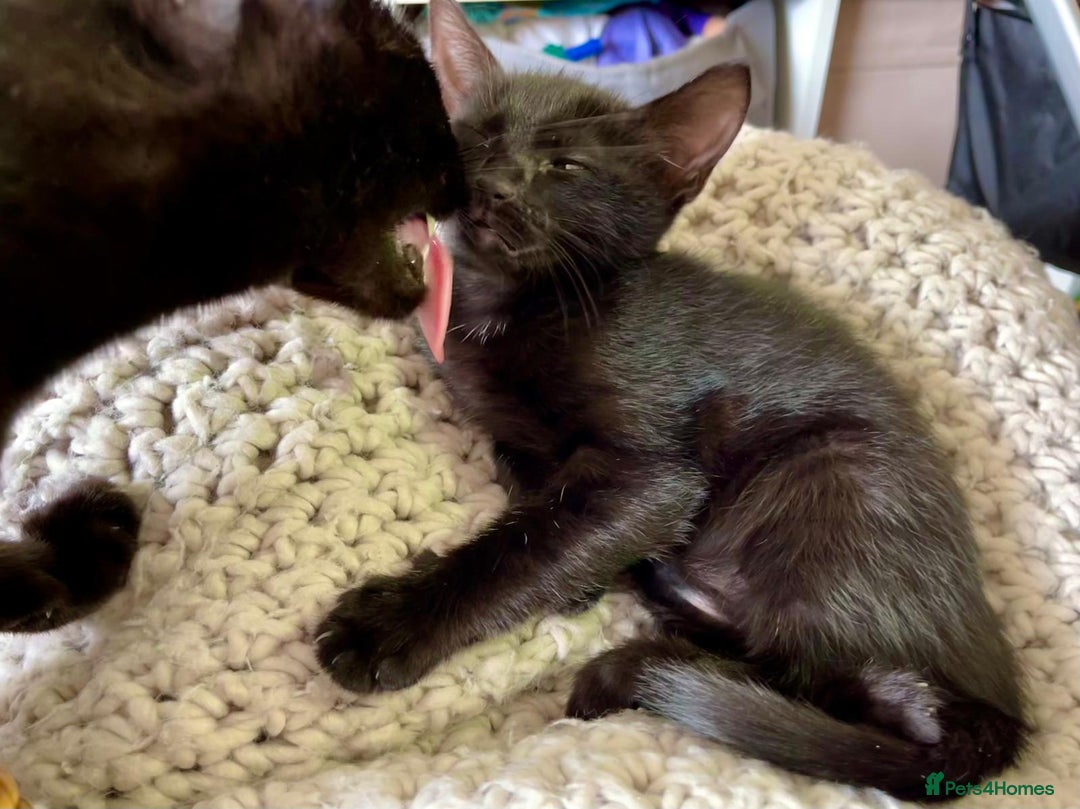 Mixed Breed cats for sale: Gorgeous 9-Week-Old Kittens  - Image 4