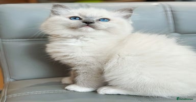 Ragdoll cats DNA Tested TICA registered Ragdoll Kittens Female  - Advert 7