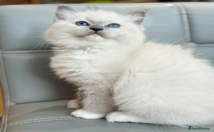 Ragdoll cats DNA Tested TICA registered Ragdoll Kittens Female  - Advert 10