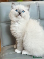 Ragdoll cats DNA Tested TICA registered Ragdoll Kittens Female - Advert 4