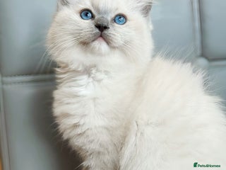 Ragdoll cats DNA Tested TICA registered Ragdoll Kittens Female - Advert 14