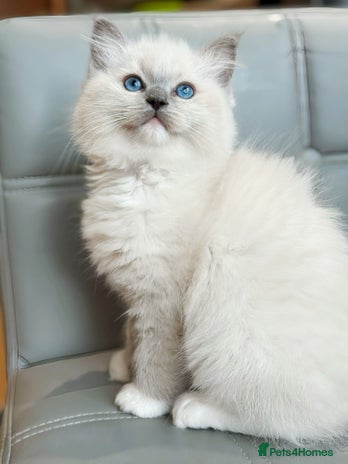 Ragdoll cats DNA Tested TICA registered Ragdoll Kittens Female - Advert 10