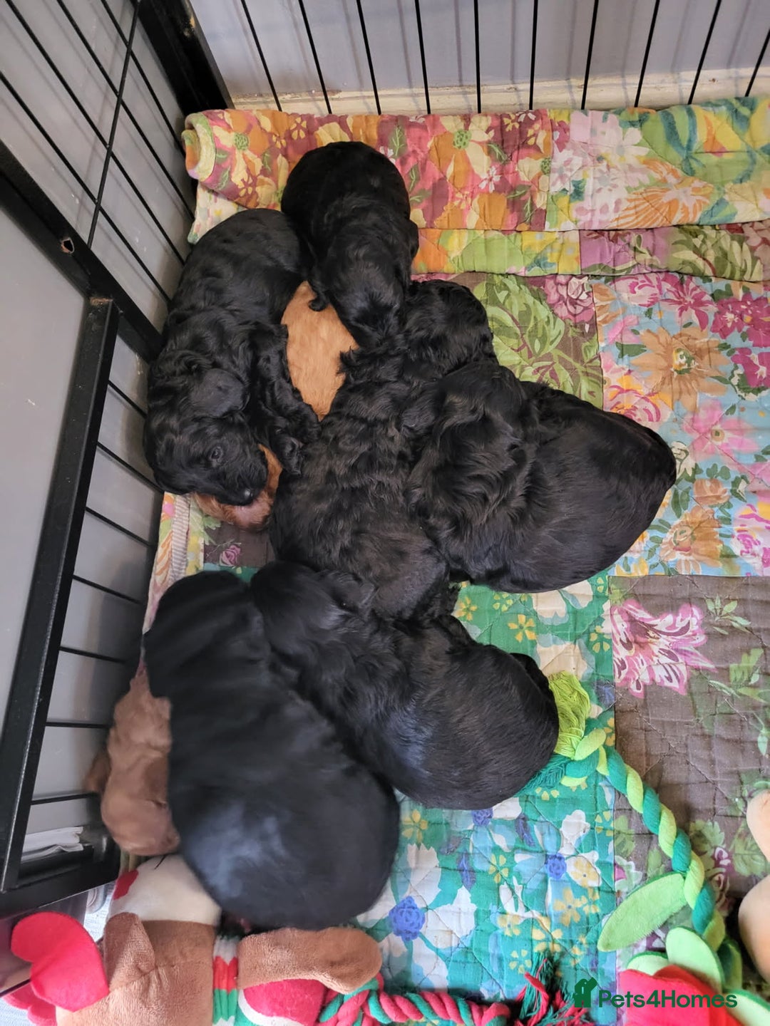 Cockapoo dogs for sale: 1 LEFT Toy f1b cokapoos🐶🐶 - Advert 12