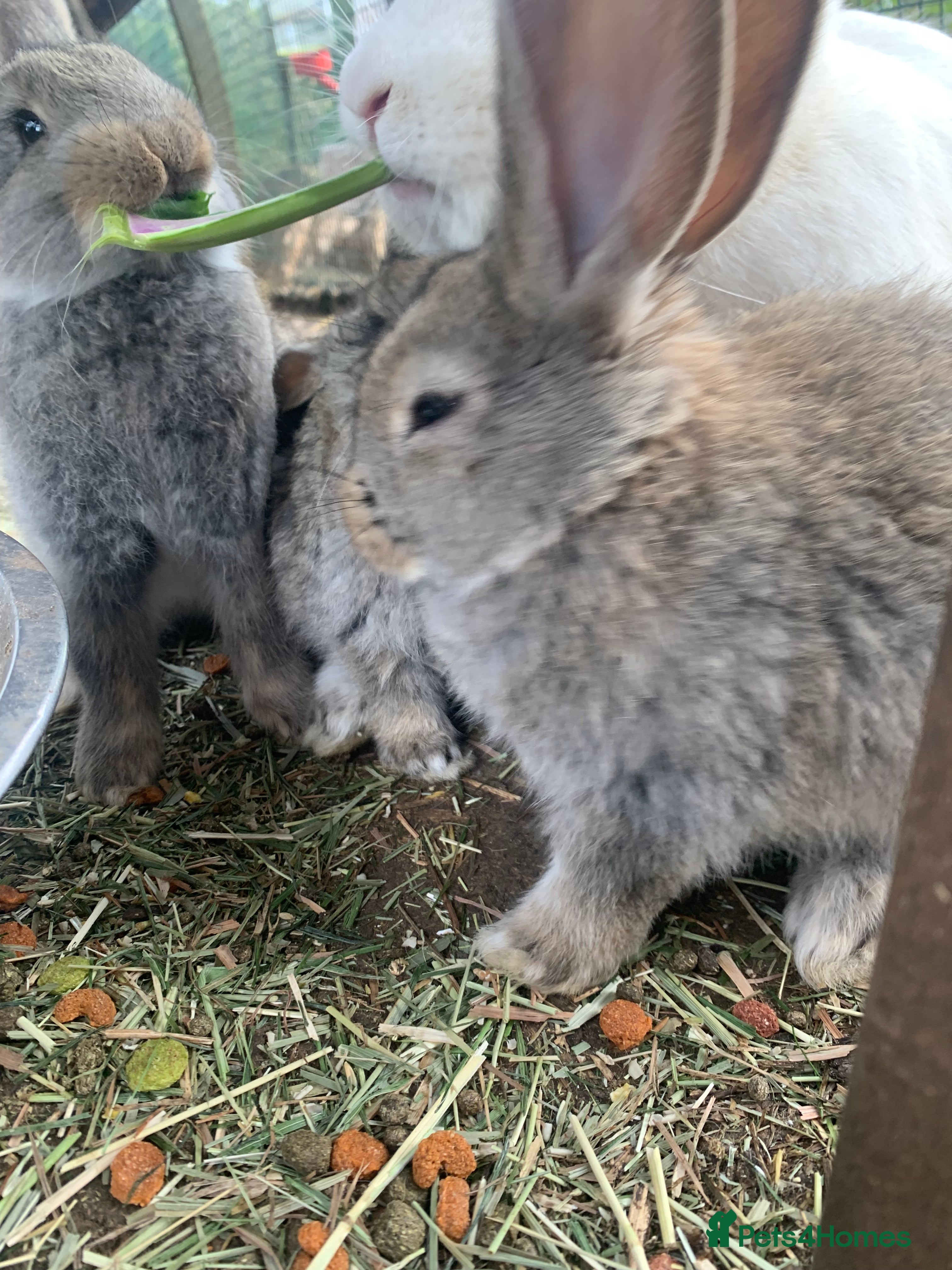 Continental Giant rabbits Pure Continental Giant bucks  - Advert 15