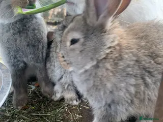 Continental Giant rabbits Pure Continental Giant bucks - Advert 15