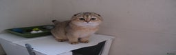Scottish Fold cats for sale: Scottish fold and straight kittens  - Advert 14