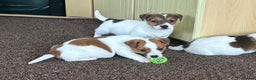 Jack Russell dogs for sale: Miniature Jack Russell Puppies… - Advert 7