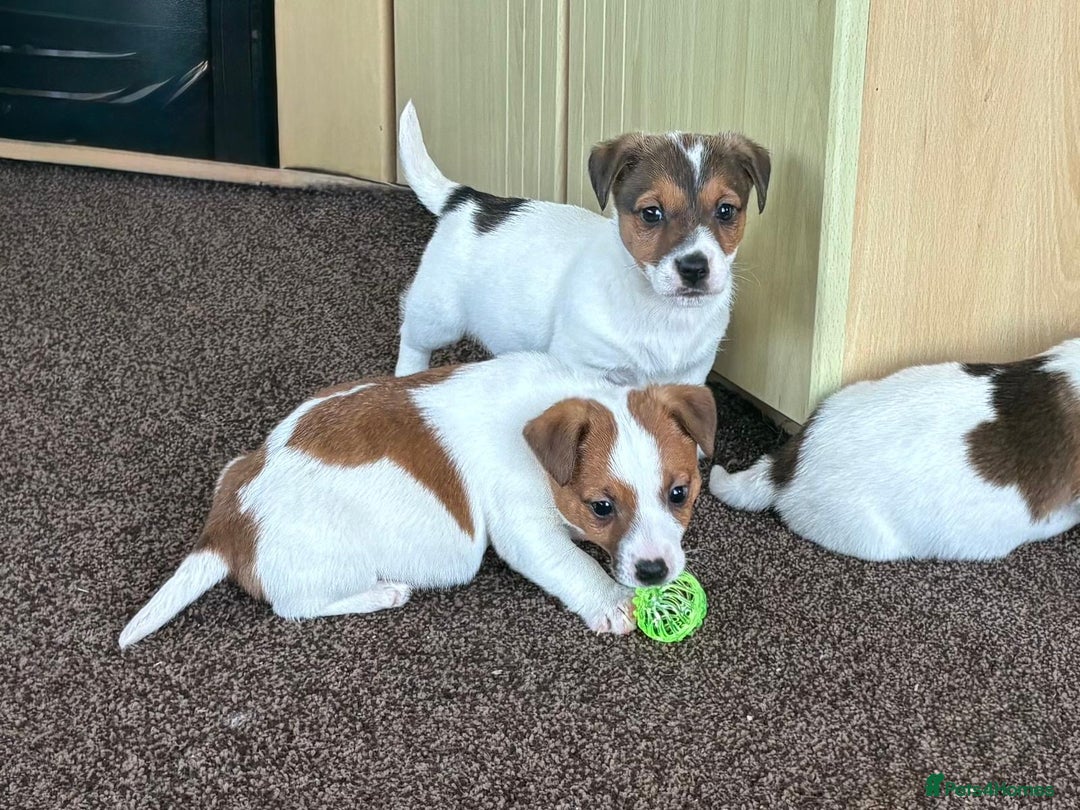 Jack Russell dogs for sale: Miniature Jack Russell Puppies… - Advert 7