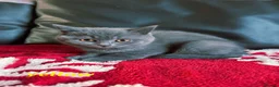 British Shorthair cats for sale: Beautiful British Shorthair kittens - Advert 6