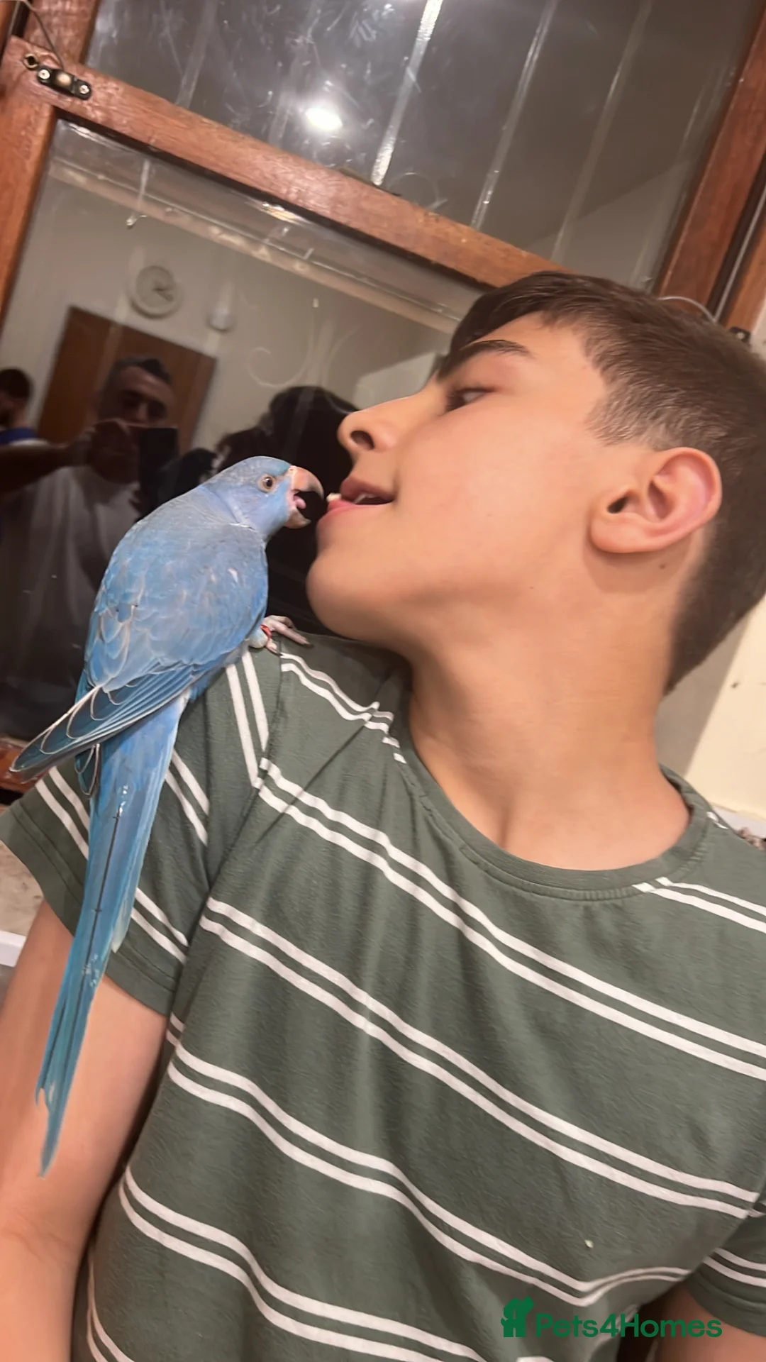Ringnecks birds for sale:     Super Tame Hand Reared Babies Ready for Rehome - Advert 2