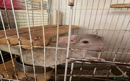 Chinchilla rodents for sale: 2 male chinchilla  - Image 5