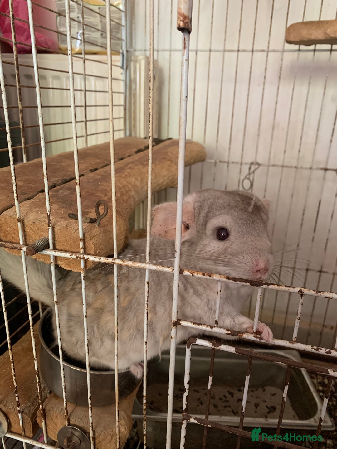 Chinchilla rodents for sale: 2 male chinchilla  - Image 5