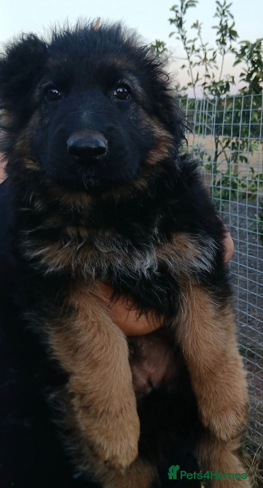 German Shepherd dogs 1 male puppy left german shephard puppies - Advert 16