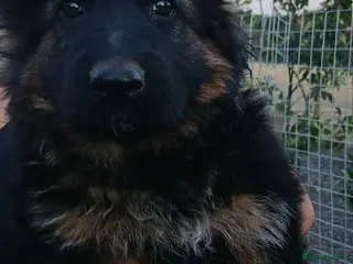 German Shepherd dogs 1 male puppy left german shephard puppies - Advert 1