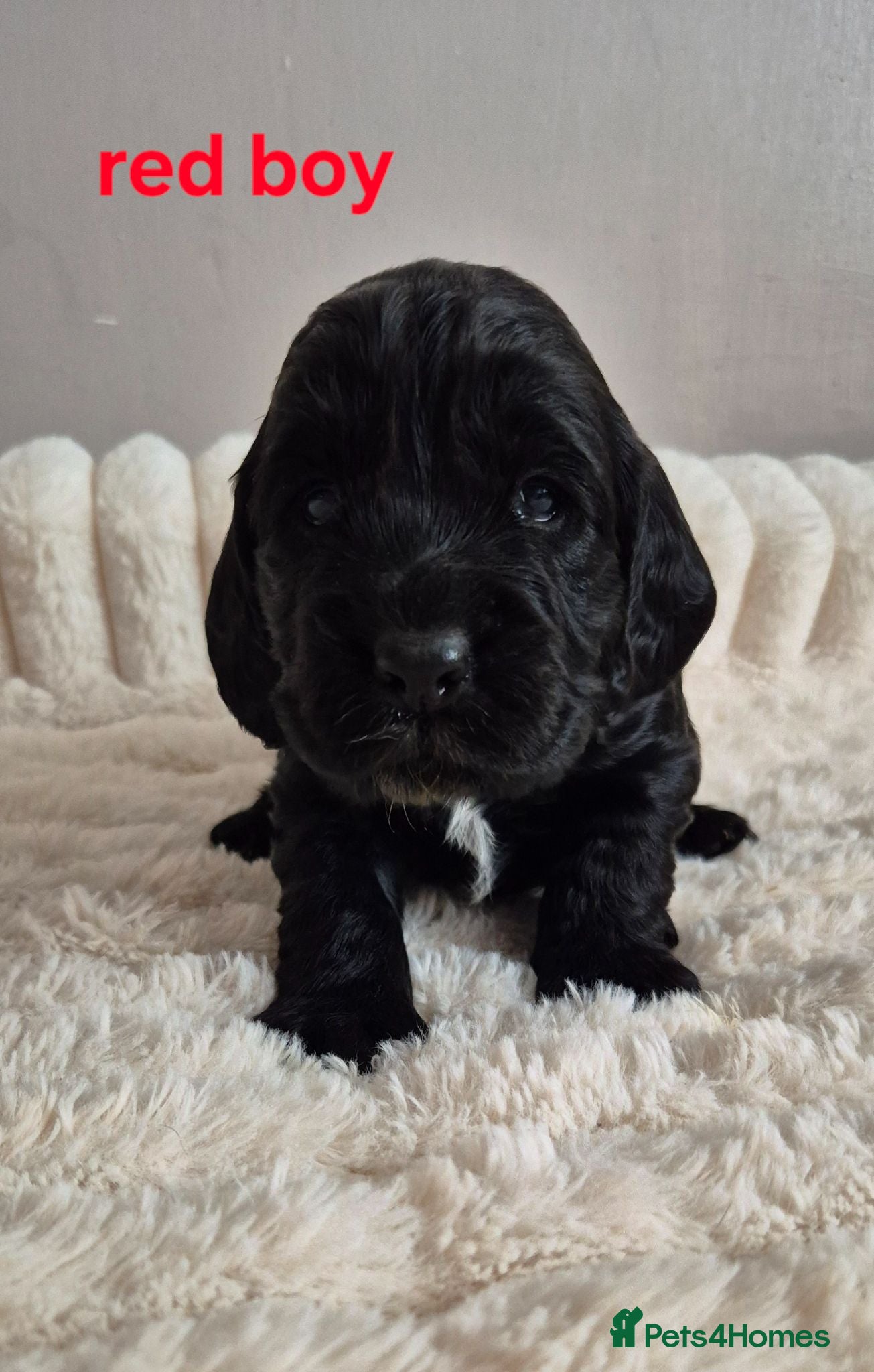 Cocker Spaniel dogs 8 Beautiful Cocker Spaniels Puppies  - Advert 2