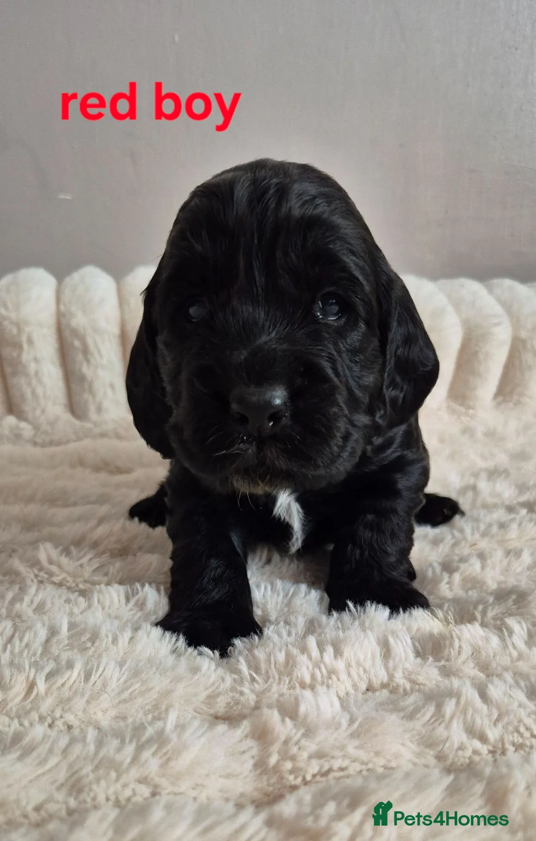 Cocker Spaniel dogs for sale: 8 Beautiful Cocker Spaniels Puppies  - Advert 2