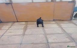 Patterdale Terrier dogs for sale: Patterdale pups for sale ready now - Image 40