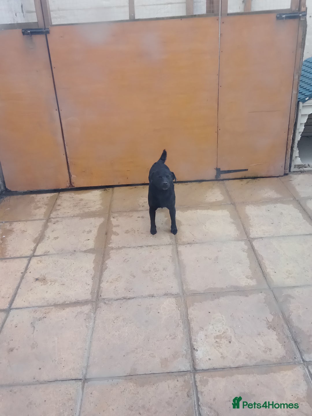 Patterdale Terrier dogs for sale: Patterdale pups for sale ready now - Image 40