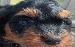 Cockapoo dogs for sale: Adorable F1 Cockapoos from 5* licensed breeder - Image 2