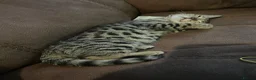 Bengal cats for sale: Stunning Bengal Kittens Only 1 left - Advert 2