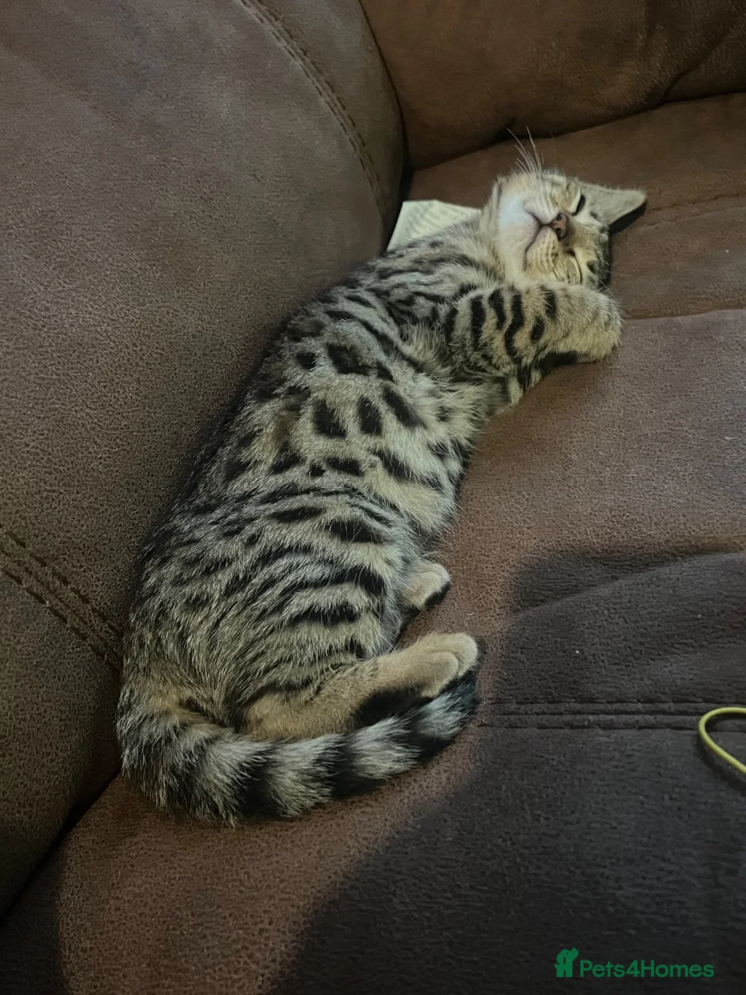 Bengal cats for sale: Stunning Bengal Kittens Only 1 left - Advert 2
