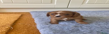 Cavalier King Charles Spaniel 5