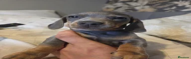 Female blue and tan 