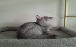 Maine Coon cats for sale: 3 maine coon girls black silver TICA pedigree - Image 3