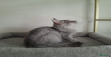 Maine Coon cats - Advert 3