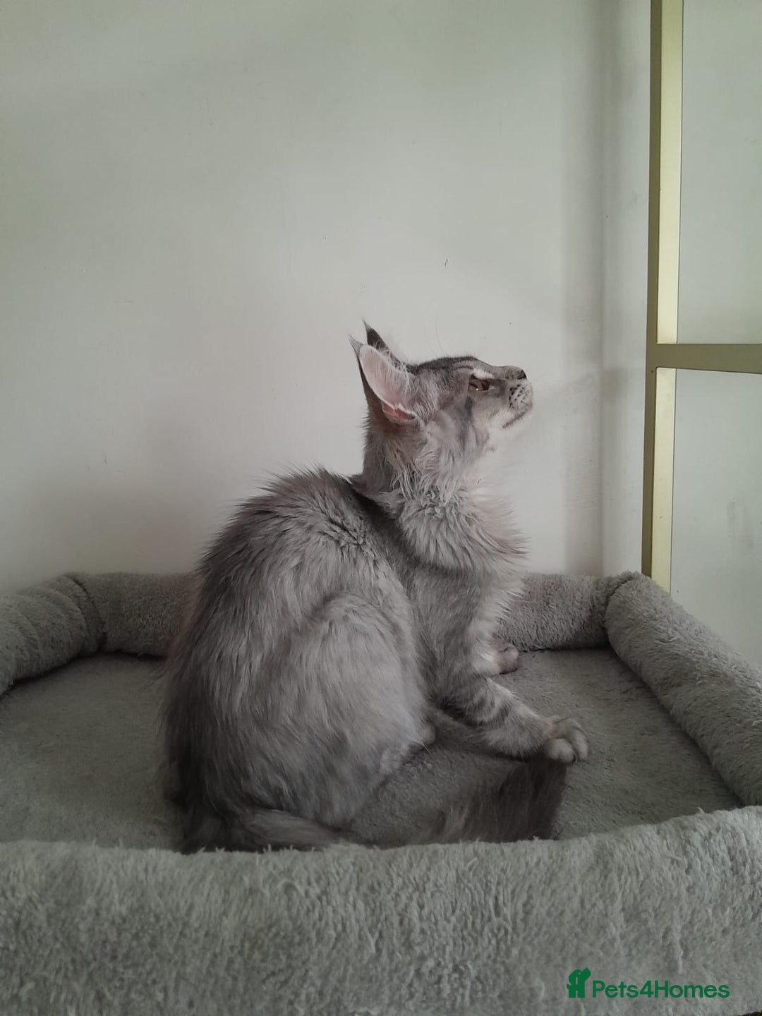 Maine Coon cats for sale: 3 maine coon girls black silver TICA pedigree - Image 3