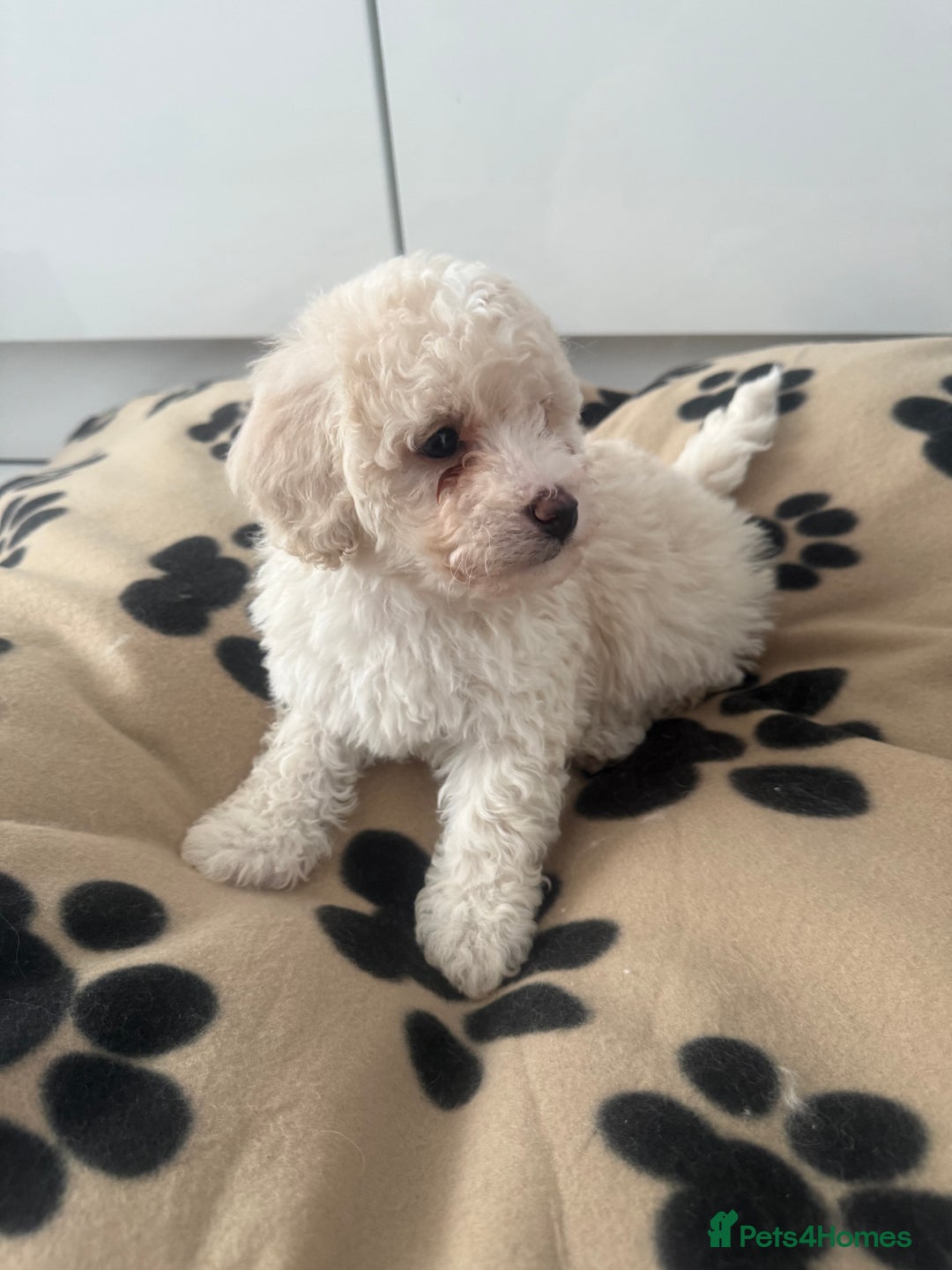 Poochon dogs for sale: Poochon puppies ready to go - Advert 10