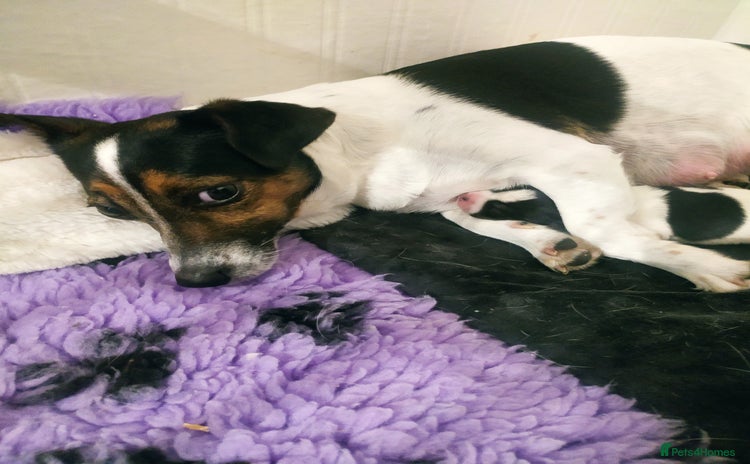 Jack Russell dogs - Advert 1