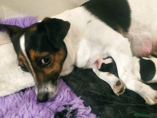 Jack Russell dogs for sale - Advert 1